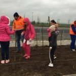 CTP plantare sălcii