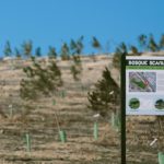 Un copac plantat pentru fiecare camion vândut